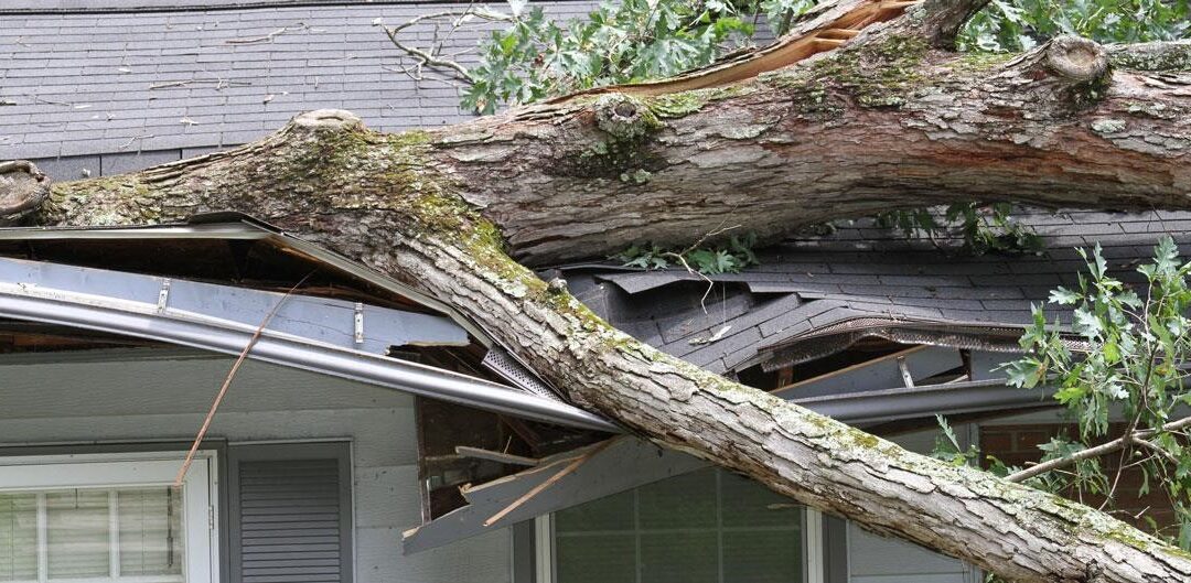 What Happens If My Neighbor’s Tree Falls in My Yard?